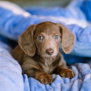 Meet your Posher, Carol